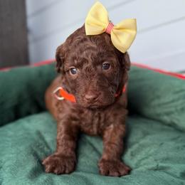 Dove - Chocolate female Goldendoodle puppy in Miami, Florida from Jade’s Paws & Co. Of Miami LLC