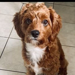 Emmy - Cavapoo