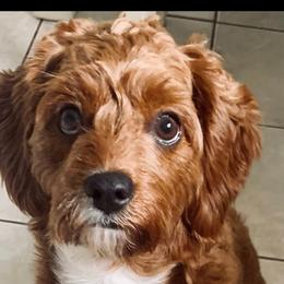 Emmy - Cavapoo