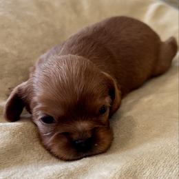Archie - Ruby male Cavalier King Charles Spaniel puppy in Mount Dora, Fl, Florida from Breezy Palms Cavaliers