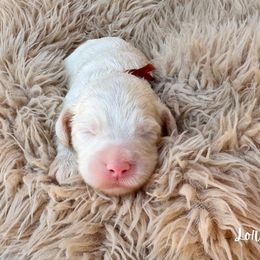 Lorretta - Caramel ice female Australian Labradoodle puppy in Wamego, Kansas from Doodles of Oz
