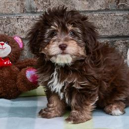 Cavalier King Charles Spaniels, Havapoos, Poodles, and Yorkshire Terriers from Happy Tail Puppies