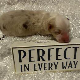 Red Merle male - Red merle male Australian Shepherd puppy in Chino Valley, Arizona from Cu2 Aussies