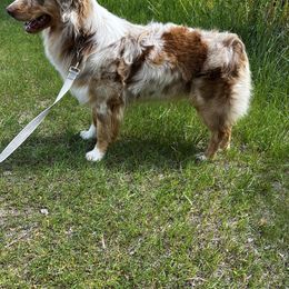 Rawhide - Australian Shepherd