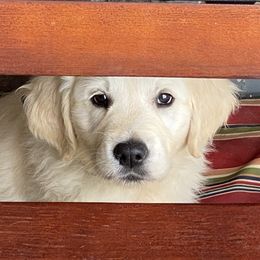Golden Retriever and Jack Russell Terrier Puppies from Shelby Burleson's Golden Retrievers and Jack Russell Terriers