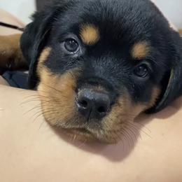 Rottweiler Puppies from GrowlHausRotts