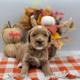 Wells - Apricot male Goldendoodle puppy in Summerville, South Carolina from Channys Doodles