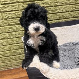 Jade - Black and white female Bernedoodle puppy in Carmichaels, Pennsylvania from JensenBelle Doodles