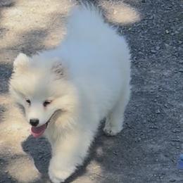 Samoyed puppies from Snow Pups