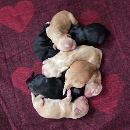 Boy 1 - Buff male Cocker Spaniel puppy in Marshfield, Wisconsin from Gingerale Cockers and Cockapoos