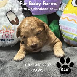 Rain - Apricot male Goldendoodle puppy in Michigan from Fur Baby Farms