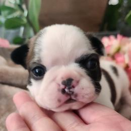 Green collar - Brindle and white male Boston Terrier puppy in Shreveport, Louisiana from Cristi's Port Bostons