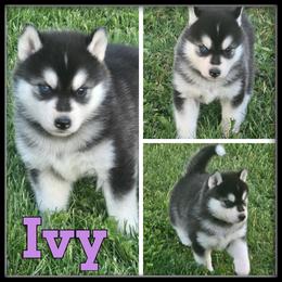Ivy - Black and white female Siberian Husky puppy in Merrill, Michigan from Haase Family Kennels