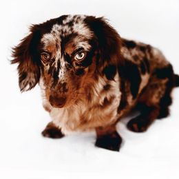 June - Dachshund