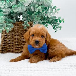 Tucker - Red  male Goldendoodle puppy in North Carolina from NC Doodle Puppies