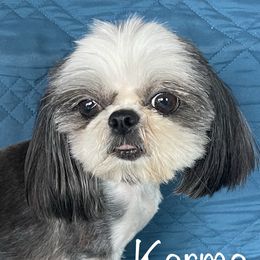 Karma - Shih Tzu