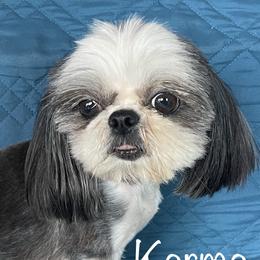 Karma - Shih Tzu