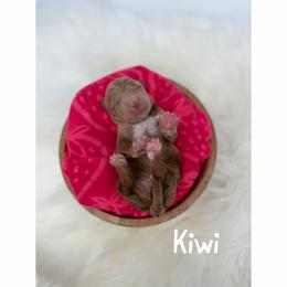 Kiwi - Red  male Goldendoodle puppy in Smithfield, Kentucky from KBK9 Kennels