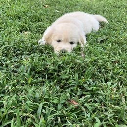 Golden Retriever Puppies from Goldnmine Kennels