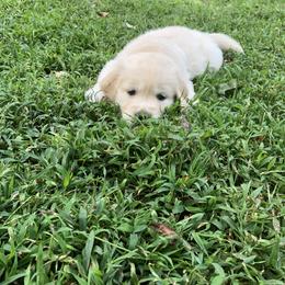Golden Retriever Puppies from Goldnmine Kennels