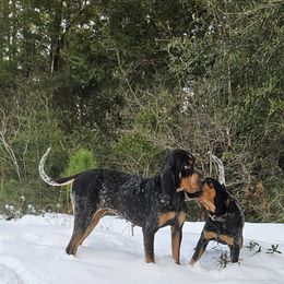 Hood - Bluetick Coonhound