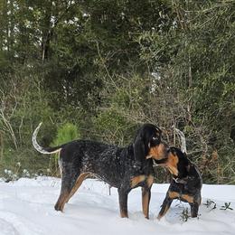 Hood - Bluetick Coonhound