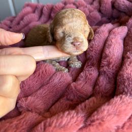 Boy 3 - Red male Cockapoo puppy in Danielsville, Georgia from Meg's Doodles and Poodles