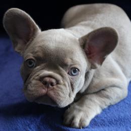 Orange-M-2026 - Black and tan male French Bulldog puppy in Attleboro, Massachusetts from R & S Frenchies