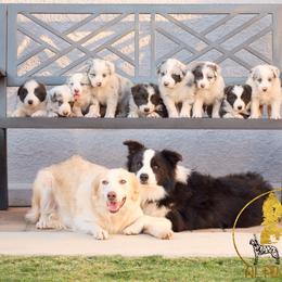 Border Collie and Siberian Husky Puppies from Alpine Tails