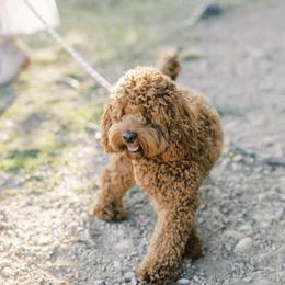 Cockapoo All Grown Up from Willow Lane Puppy