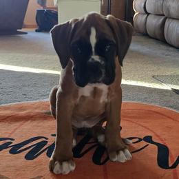 Daisy - Boxer