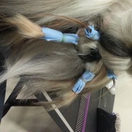 Phlynn Rider - Shih Tzu