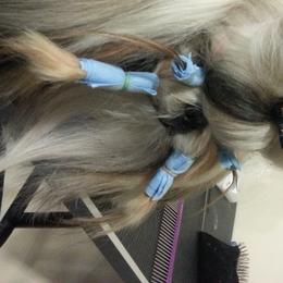 Phlynn Rider - Shih Tzu