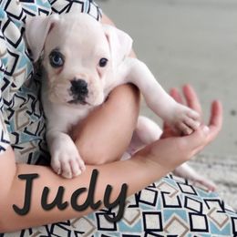 Judy - White female Boxer puppy in Newville, Pennsylvania from Zimmerman's Pets