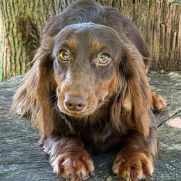 Nellie - Chocolate and tan female Dachshund puppy in Industry, Illinois from KDKs Kennels