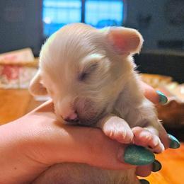 Bob Marley - Cream male Dachshund puppy in Mayport, Pennsylvania from Debbie's Dachshunds