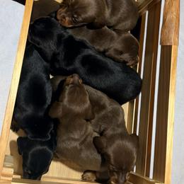 Dachshund puppies from Adorable Doxxies