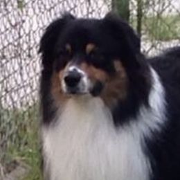 Teddy - Australian Shepherd
