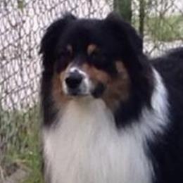 Teddy - Australian Shepherd