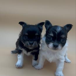 Chihuahua puppies from GeorgiasChihuahuas