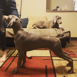 Weimaraner Puppies from Always Faithful Weimaraners