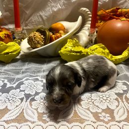MOCHI - Dapple male Dachshund puppy in Elizabethtown, Kentucky from Teeny Tiny Puppy Tails