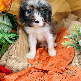 Swiss - Black and white male Cavalier King Charles Spaniel puppy in Bellevue, Michigan from Phoenix Farm