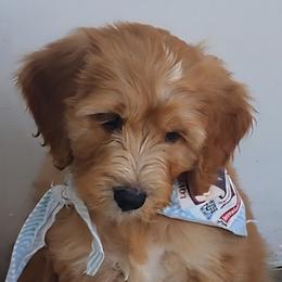Sprinkles - Apricot male Labradoodle puppy in Anaheim, California from BabySweet Labradoodles