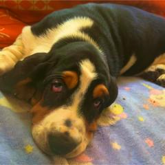 P2M - Black tan and white male Basset Hound puppy in Honolulu, Hawaii from Sun’Hawaii Basset Hound