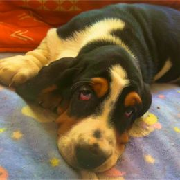 P2M - Black tan and white male Basset Hound puppy in Honolulu, Hawaii from Sun’Hawaii Basset Hound