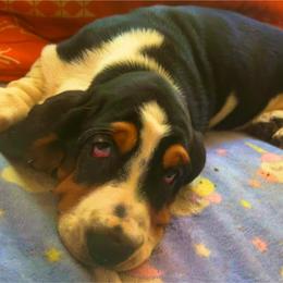 P2M - Black tan and white male Basset Hound puppy in Honolulu, Hawaii from Sun’Hawaii Basset Hound
