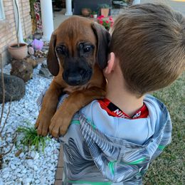 Rhodesian Ridgeback Puppies from River Roc Ranch & Ridgebacks