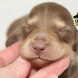 Dachshund Puppies from Piney Woods Miniature Dachshunds LLC