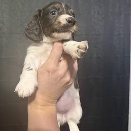 Dancer AKC - Piebald female Dachshund puppy in Erie, Michigan from Champagne’s Grinch Toe’d Dachshunds